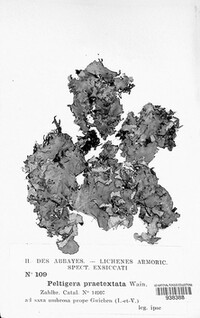Peltigera praetextata image